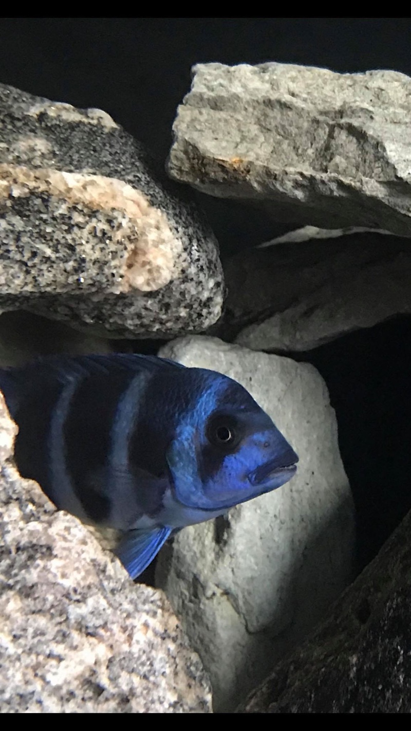 Cyphotilapia gibberosa 'Lupota'